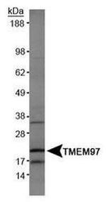 TMEM97 Antibody in Western Blot (WB)