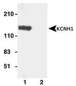 KCNH1 Antibody in Western Blot (WB)