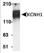 KCNH1 Antibody in Western Blot (WB)