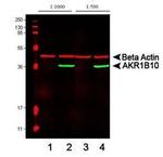 AKR1B10 Antibody in Western Blot (WB)