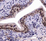 SNX27 Antibody in Immunohistochemistry (Paraffin) (IHC (P))
