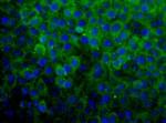 SNX27 Polyclonal Antibody