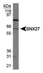 SNX27 Antibody in Western Blot (WB)