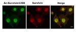 Survivin Antibody in Immunocytochemistry (ICC/IF)