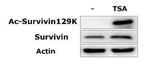 Survivin Antibody in Western Blot (WB)