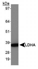 LDHA Antibody in Western Blot (WB)