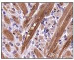 PGAM1 Antibody in Immunohistochemistry (Paraffin) (IHC (P))