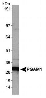 PGAM1 Antibody in Western Blot (WB)