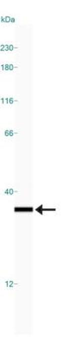 PGAM1 Antibody in Western Blot (WB)