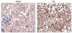 Pyruvate Carboxylase Antibody in Immunohistochemistry (IHC)