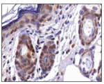 CDX1 Antibody in Immunohistochemistry (Paraffin) (IHC (P))