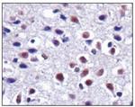 CX3CL1 Antibody in Immunohistochemistry (Paraffin) (IHC (P))