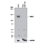 SIRT1 Antibody in Western Blot (WB)