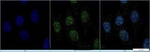 JMJD2C Polyclonal Antibody