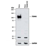 TGN46 Antibody in Western Blot (WB)