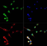 Nkx6.1 Polyclonal Antibody