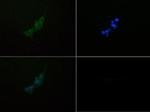 DEPDC6 Antibody in Immunocytochemistry (ICC/IF)