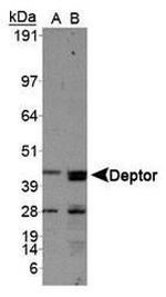 DEPDC6 Antibody in Western Blot (WB)