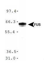 FUS Antibody in Western Blot (WB)