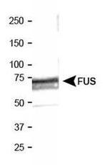 FUS Antibody in Western Blot (WB)