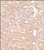 GPR155 Antibody in Immunohistochemistry (Paraffin) (IHC (P))