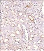 GPR155 Antibody in Immunohistochemistry (Paraffin) (IHC (P))