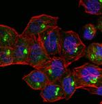 GOLPH2 Polyclonal Antibody