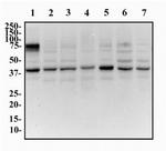GOLPH2 Antibody in Western Blot (WB)