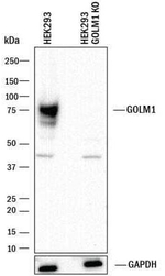 GOLPH2 Antibody in Western Blot (WB)