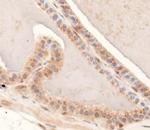 MUC4 Antibody in Immunohistochemistry (Paraffin) (IHC (P))