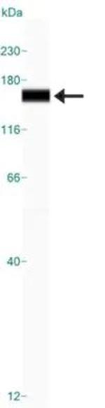 MUC4 Antibody in Western Blot (WB)