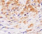 LIPA Antibody in Immunohistochemistry (Paraffin) (IHC (P))