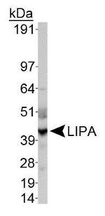 LIPA Antibody in Western Blot (WB)