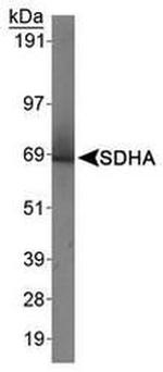 SDHA Antibody in Western Blot (WB)