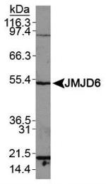 JMJD6 Antibody in Western Blot (WB)