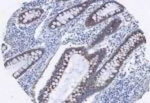 AGR2 Antibody in Immunohistochemistry (Paraffin) (IHC (P))