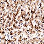 SMAD7 Polyclonal Antibody