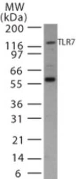 TLR7 Antibody in Western Blot (WB)