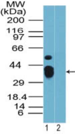 Rhox9 Antibody in Western Blot (WB)