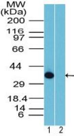 Rhox10 Antibody in Western Blot (WB)
