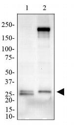 MD-2 Antibody in Western Blot (WB)
