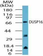DUSP16 Antibody in Western Blot (WB)