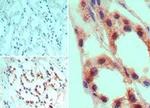 TGR5 Antibody in Immunohistochemistry (Paraffin) (IHC (P))