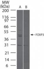 FOXP3 Antibody in Western Blot (WB)