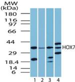 MSX1 Antibody in Western Blot (WB)