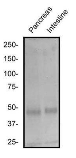 c-MAF Antibody in Western Blot (WB)