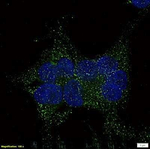 TGR5 Antibody in Immunocytochemistry (ICC/IF)