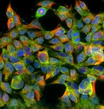 TGR5 Antibody in Immunocytochemistry (ICC/IF)