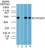 KLF4 Polyclonal Antibody