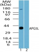 ATG5 Antibody in Western Blot (WB)